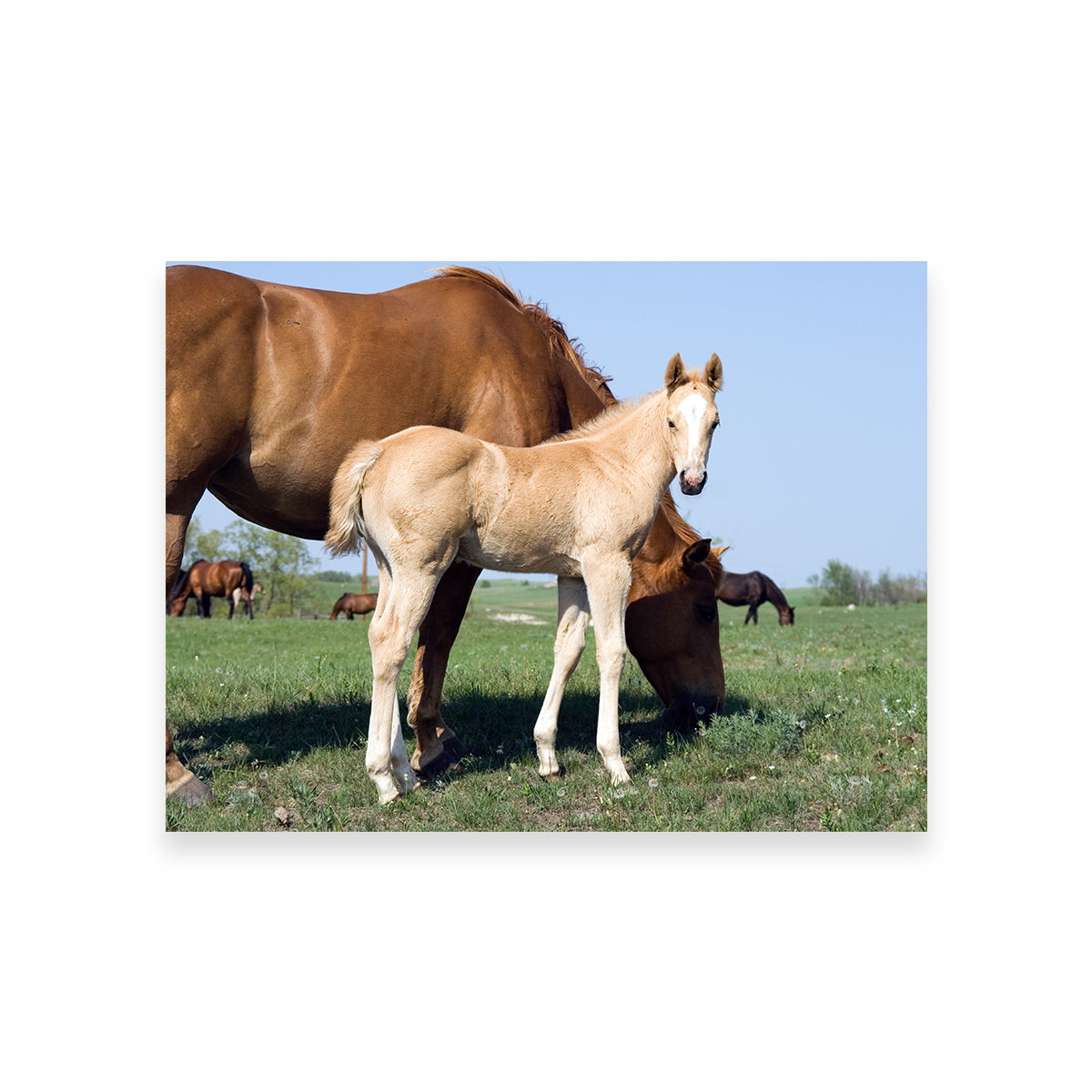 Exquisite Palomino Quarter Horse Foal and Mare Wall Art for Your Home Decor