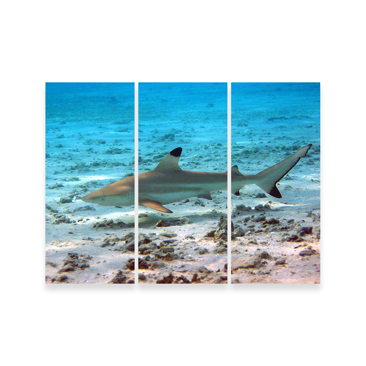 Stunning Black Tip Reef Shark Wall Art for Your Home Decor