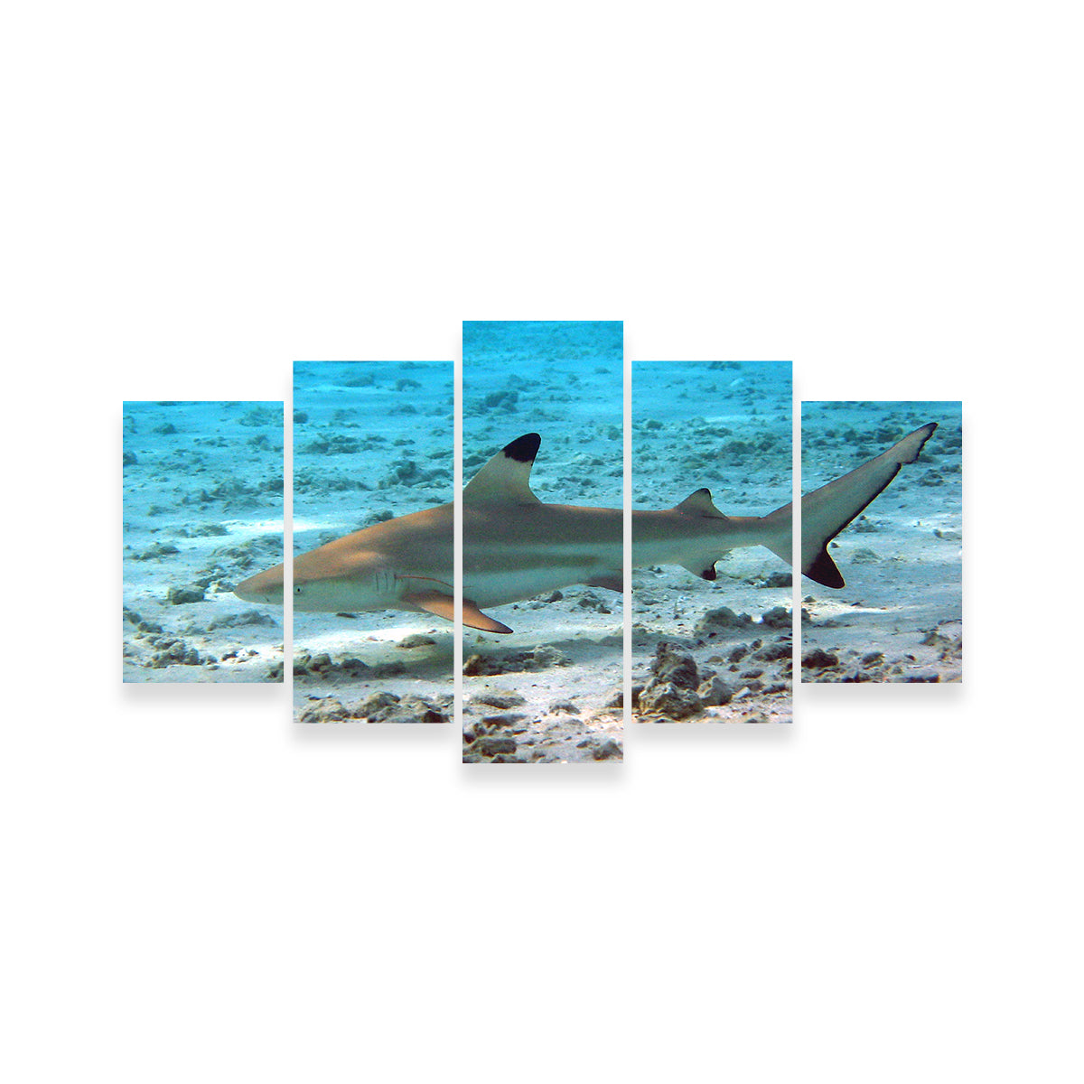 Stunning Black Tip Reef Shark Wall Art for Your Home Decor