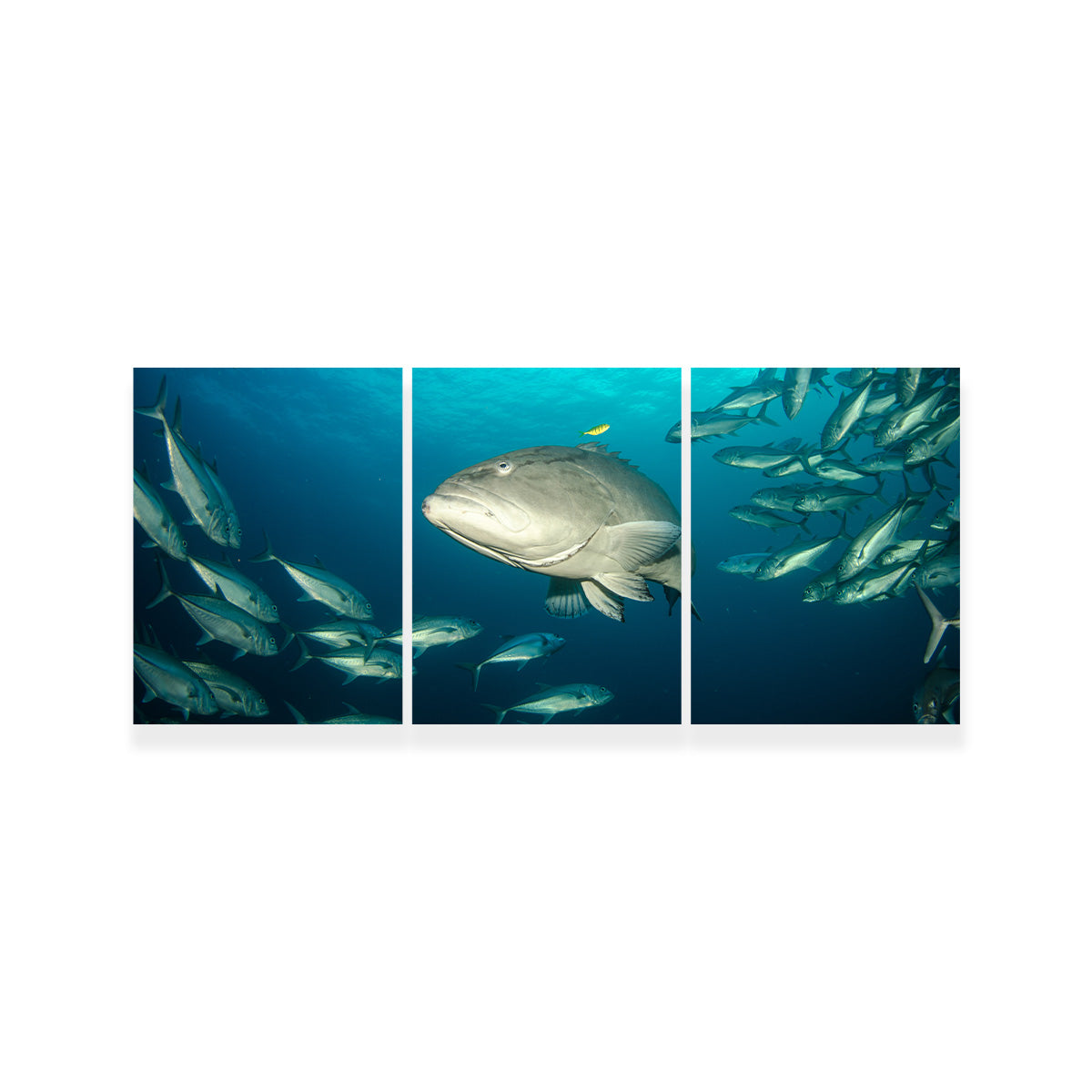 Exquisite Sea of Cortez Grouper Wall Art