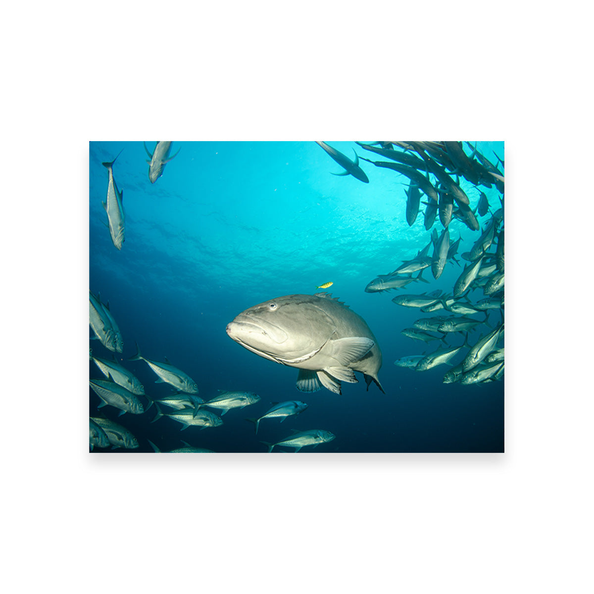 Exquisite Sea of Cortez Grouper Wall Art