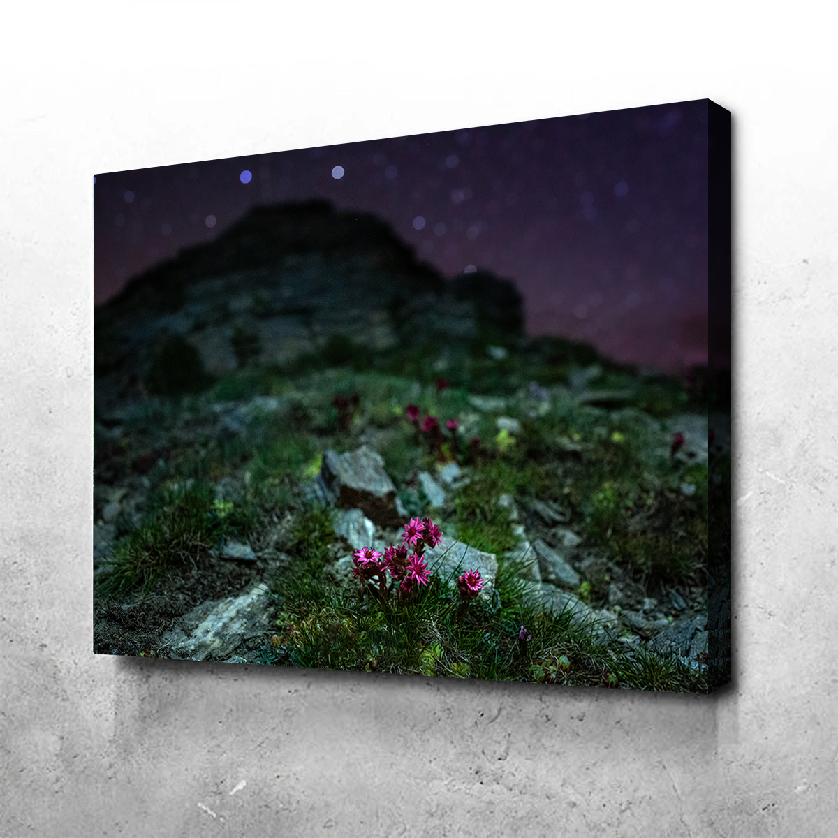 Exquisite Star Studded Joubarbe Wall Art by Jeff Graphy