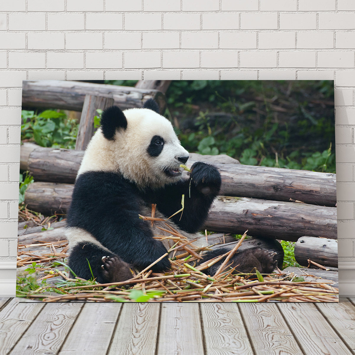 Adorable Panda Bear Eating Bamboo Wall Art for Home Decor