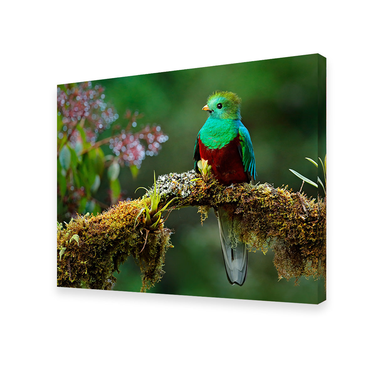 Stunning Resplendent Quetzal Wall Art for a Captivating Home Decor
