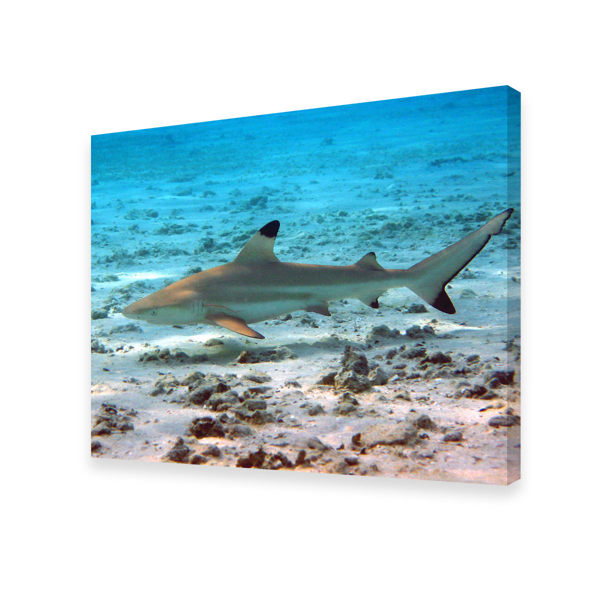 Stunning Black Tip Reef Shark Wall Art for Your Home Decor