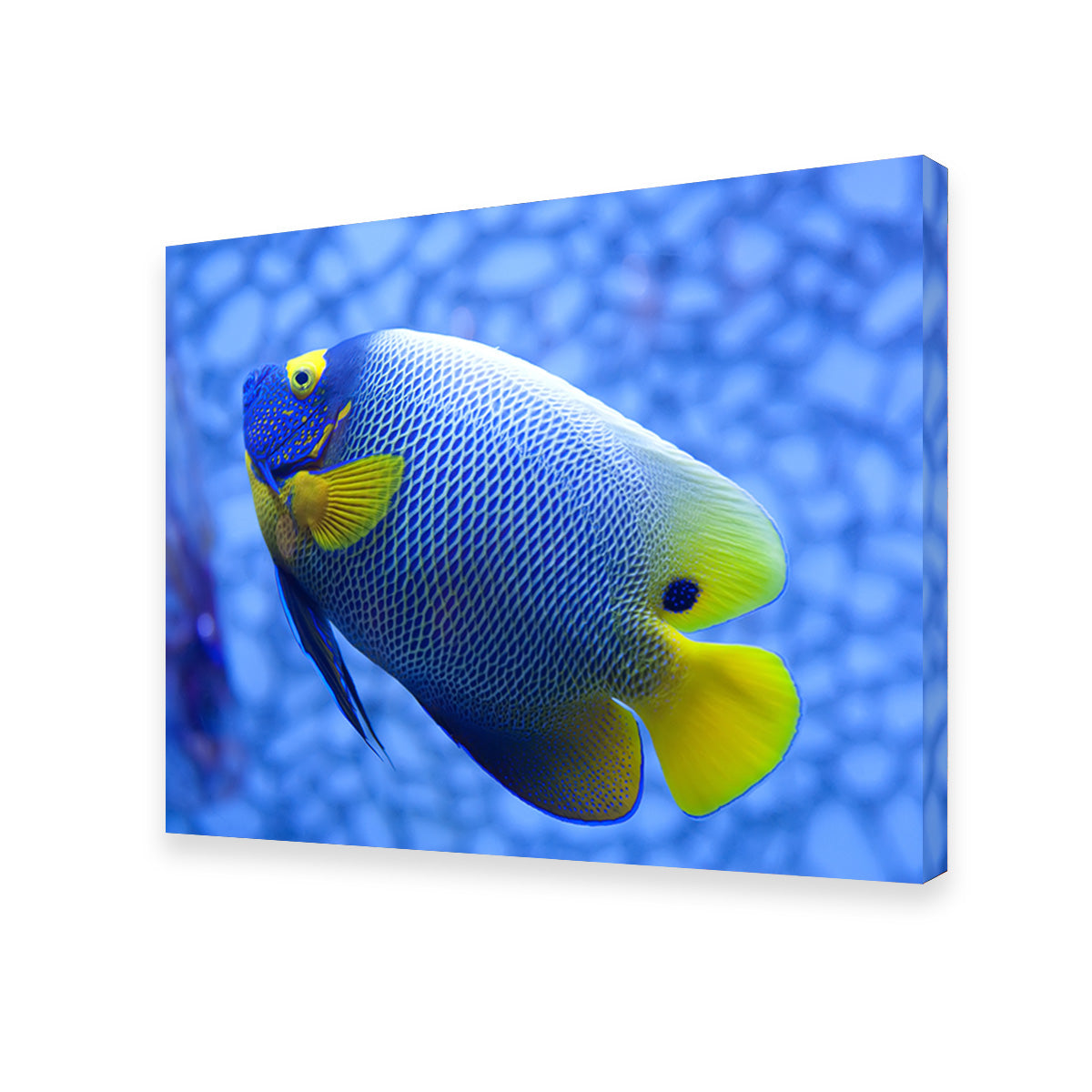 Vibrant Blue and Yellow Tropical Fish Wall Art for Stunning Home Decor