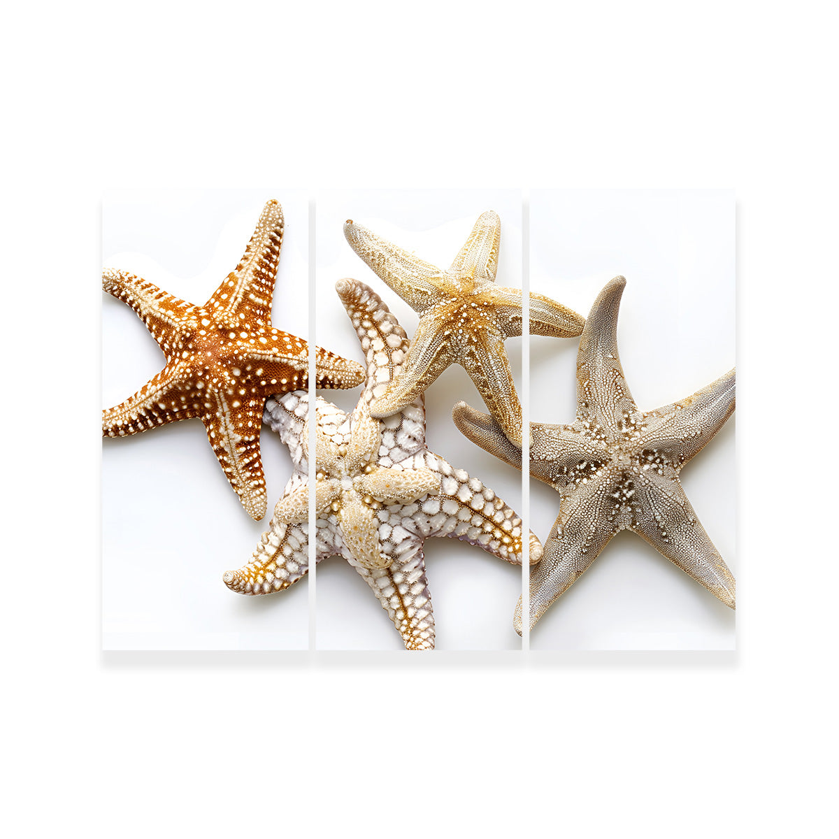 Gorgeous Starfishes Wall Art for Stunning Home Decor