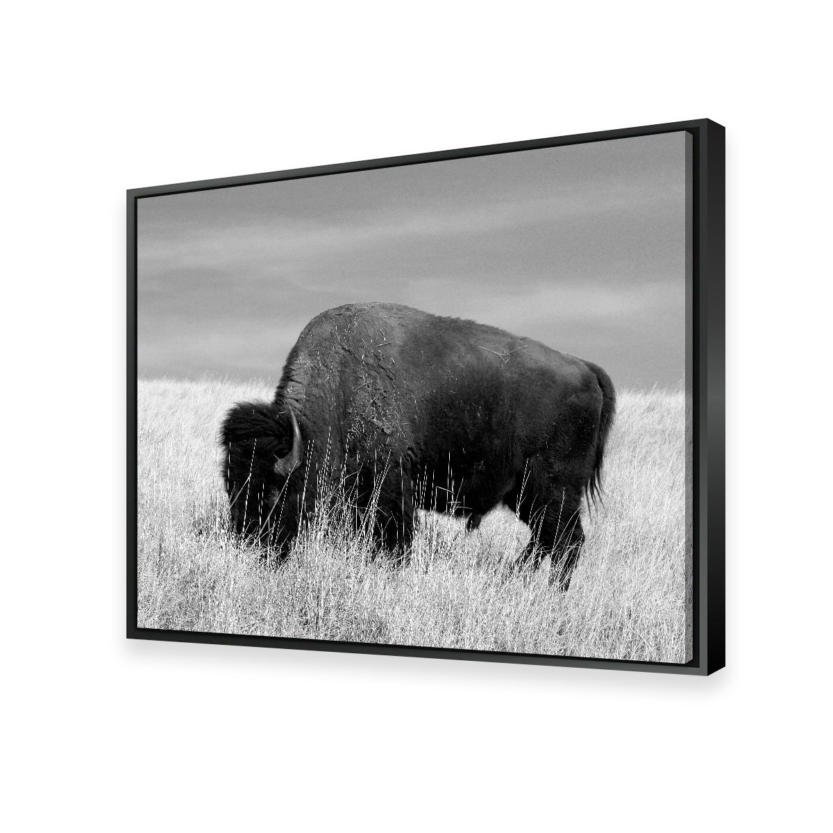 Lone Buffalo Grayscale Wall Art - Stunning Sustainable Decor
