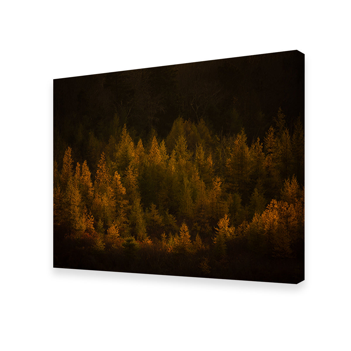 Stunning Golden Slumber Wall Art by Dennis Maida
