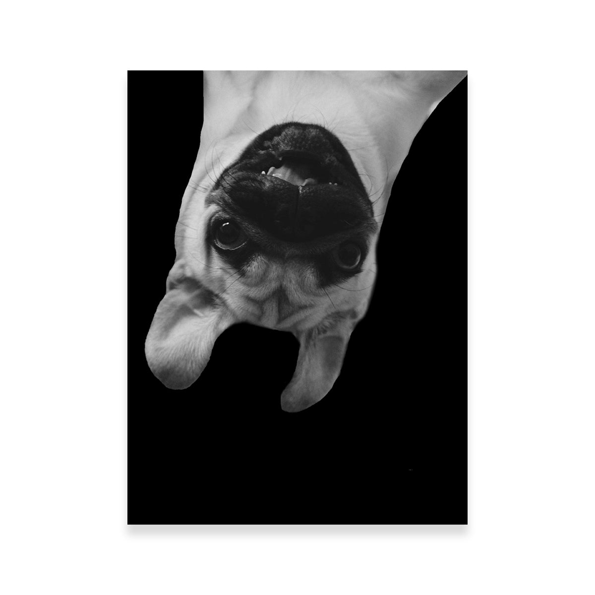 Hilarious Pug Dog Wall Art by Lawisi