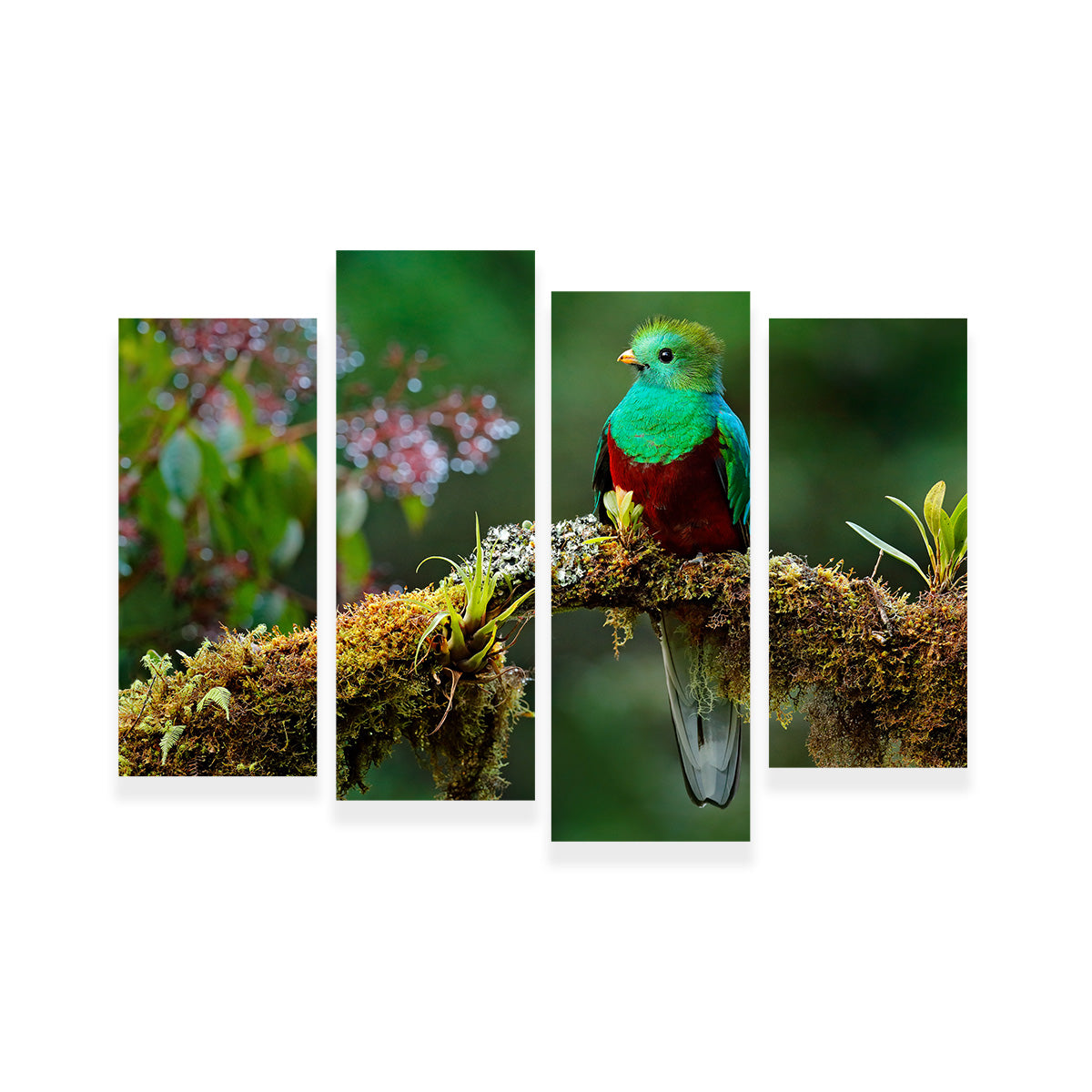 Stunning Resplendent Quetzal Wall Art for a Captivating Home Decor