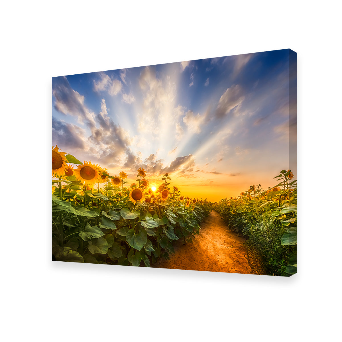 Gorgeous Path Through the Sunflower Field Wall Art by Melanie Viola