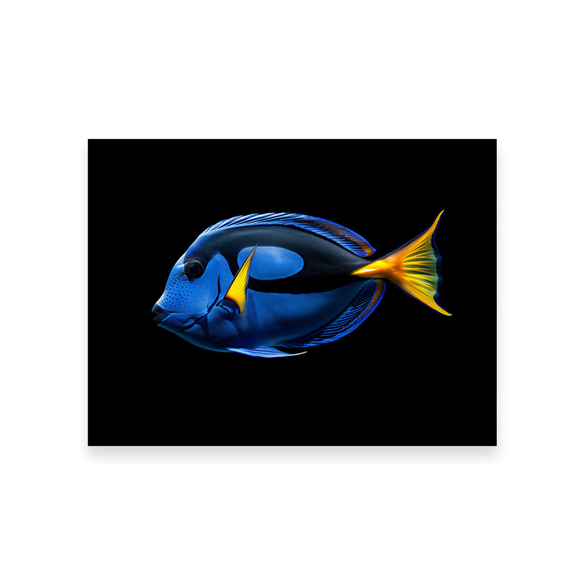 Stunning Regal Blue Tang Fish Wall Art for Home Decor