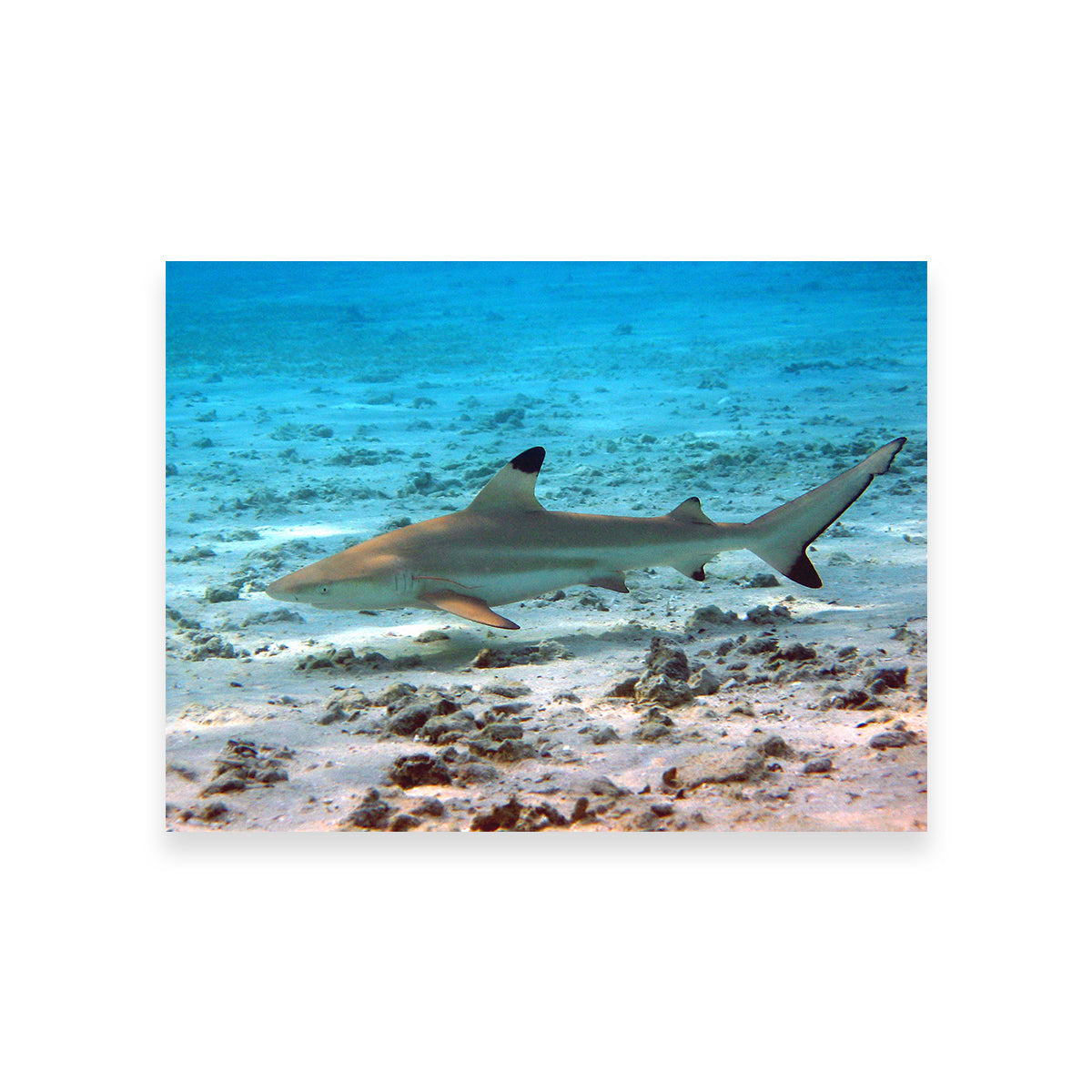 Stunning Black Tip Reef Shark Wall Art for Your Home Decor