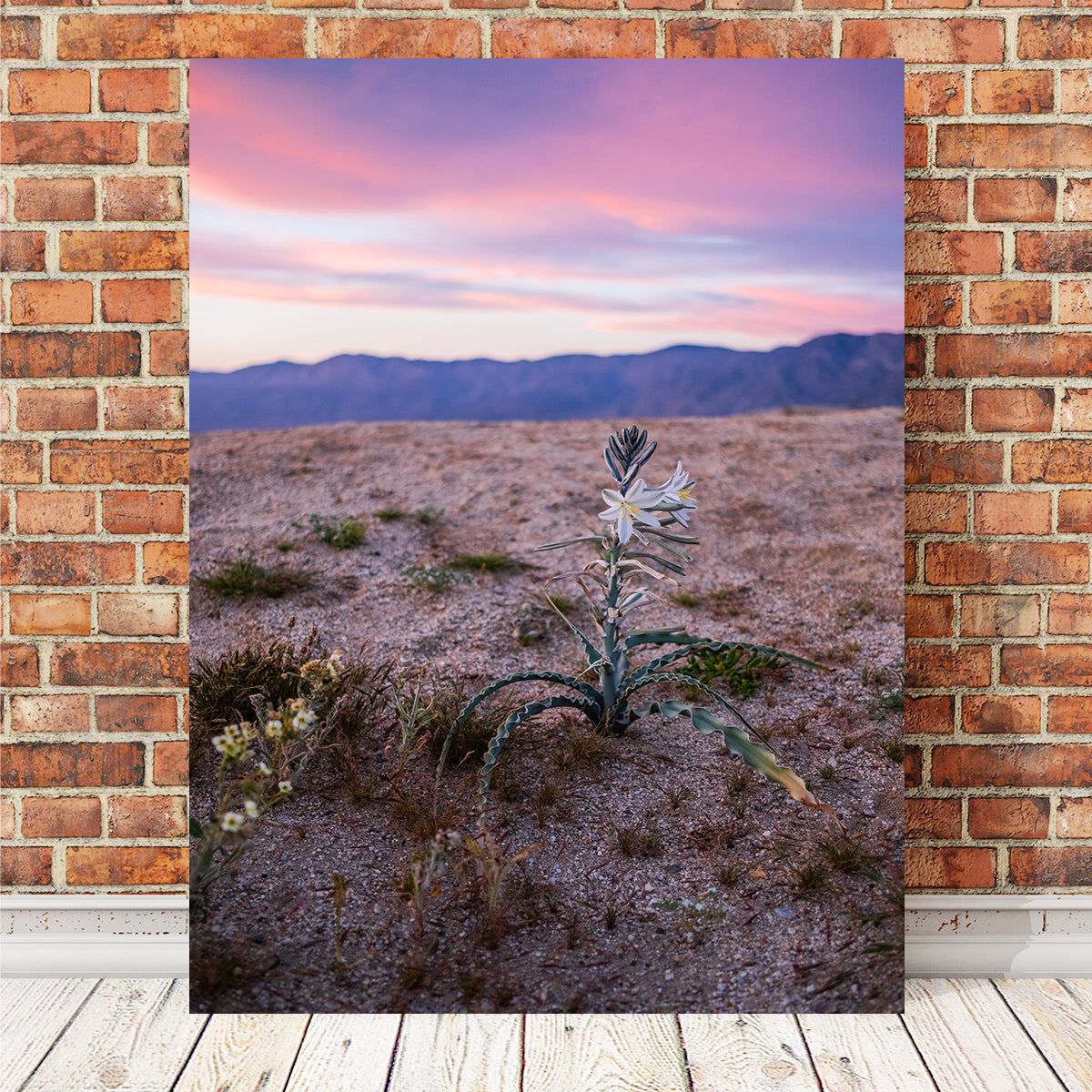Exquisite Desert Wild Flowers Wall Art by Irish Crow