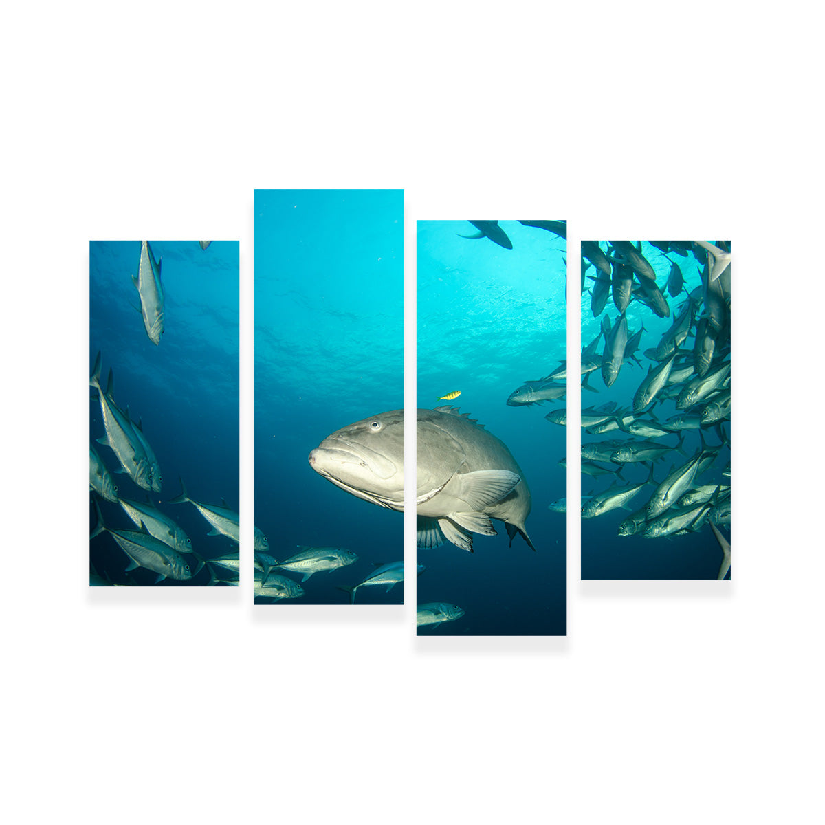 Exquisite Sea of Cortez Grouper Wall Art