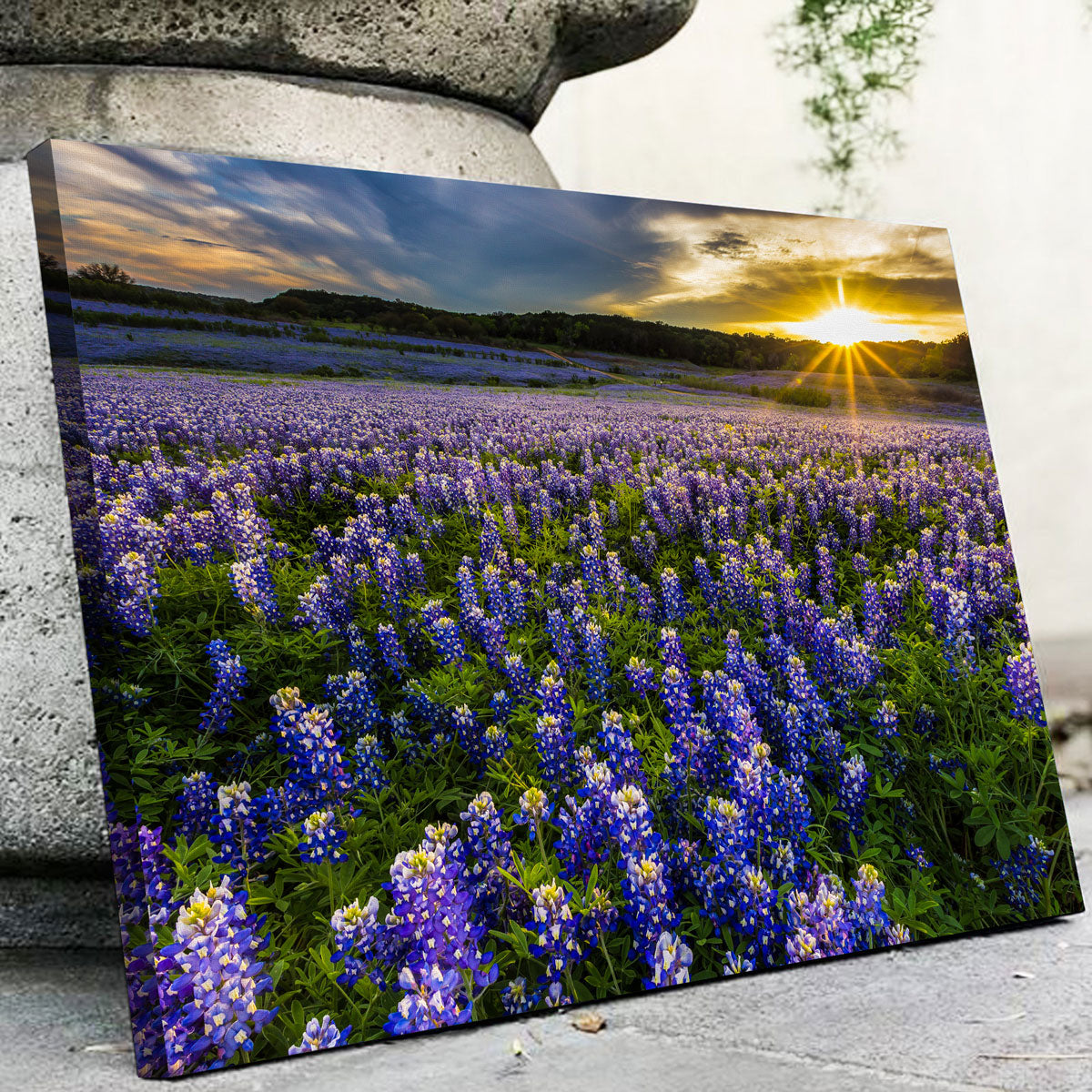 Gorgeous Texas Bluebonnet Field at Muleshoe Bend Wall Art for Home Decor