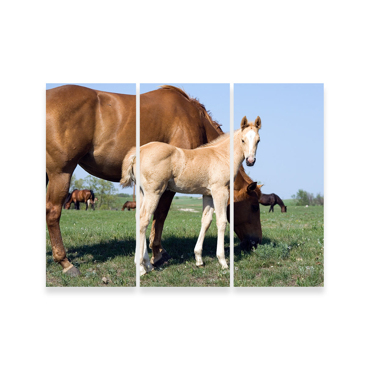 Exquisite Palomino Quarter Horse Foal and Mare Wall Art for Your Home Decor