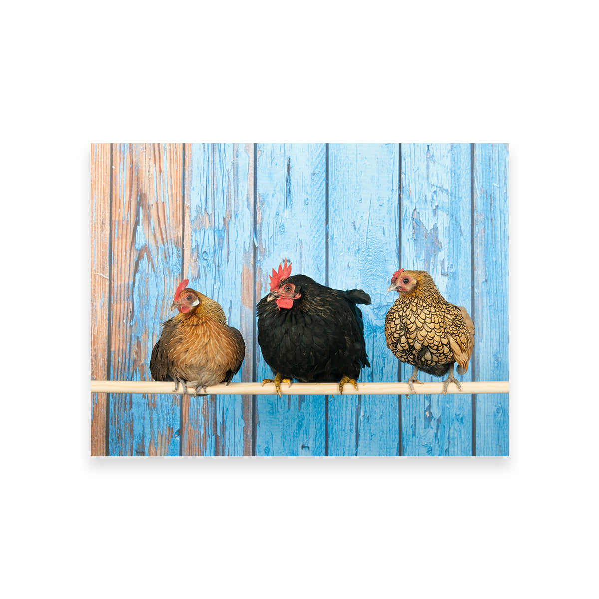 Exquisite Chickens in Henhouse Wall Art for Home Decor
