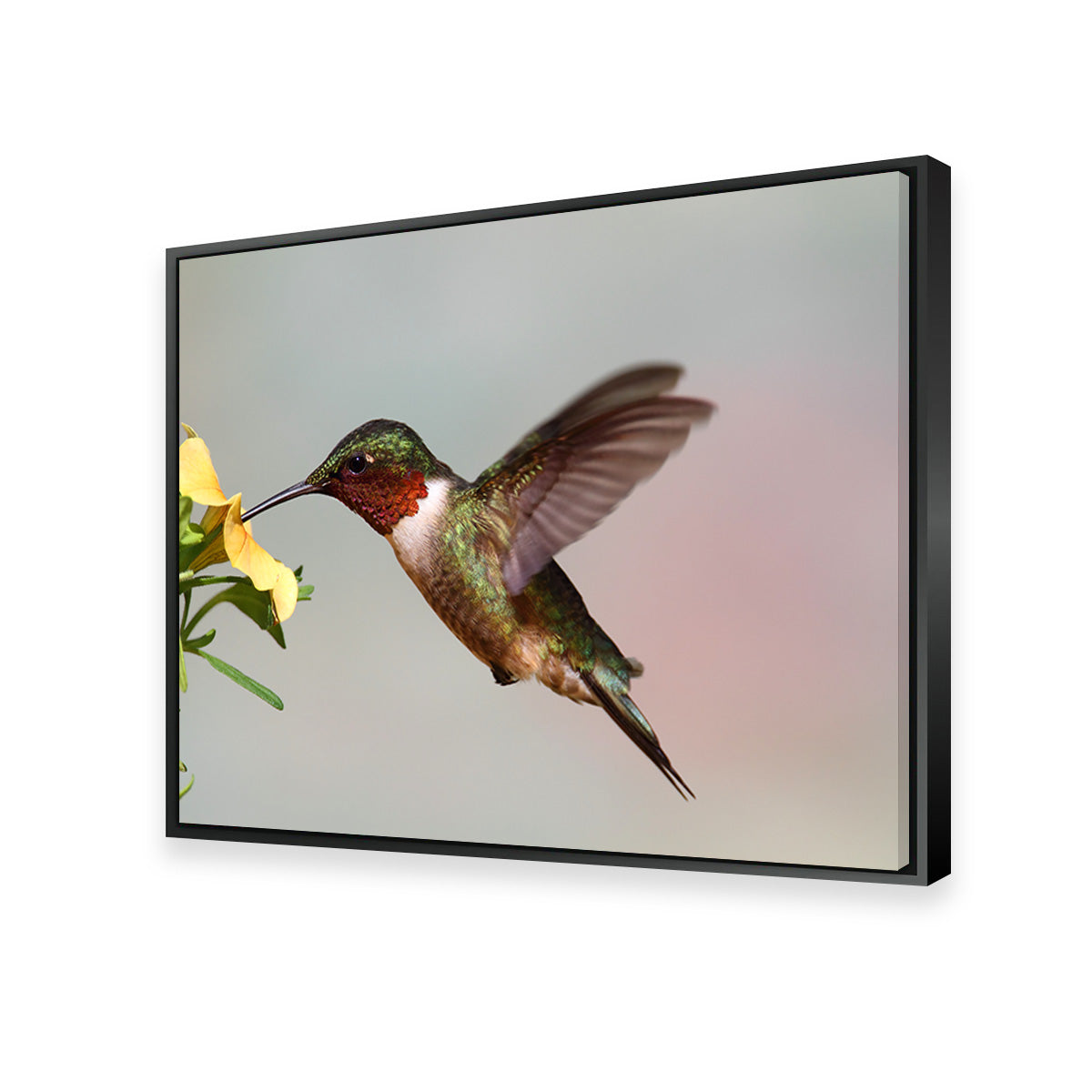 Exquisite Ruby Throated Hummingbird Wall Art for Stunning Decor