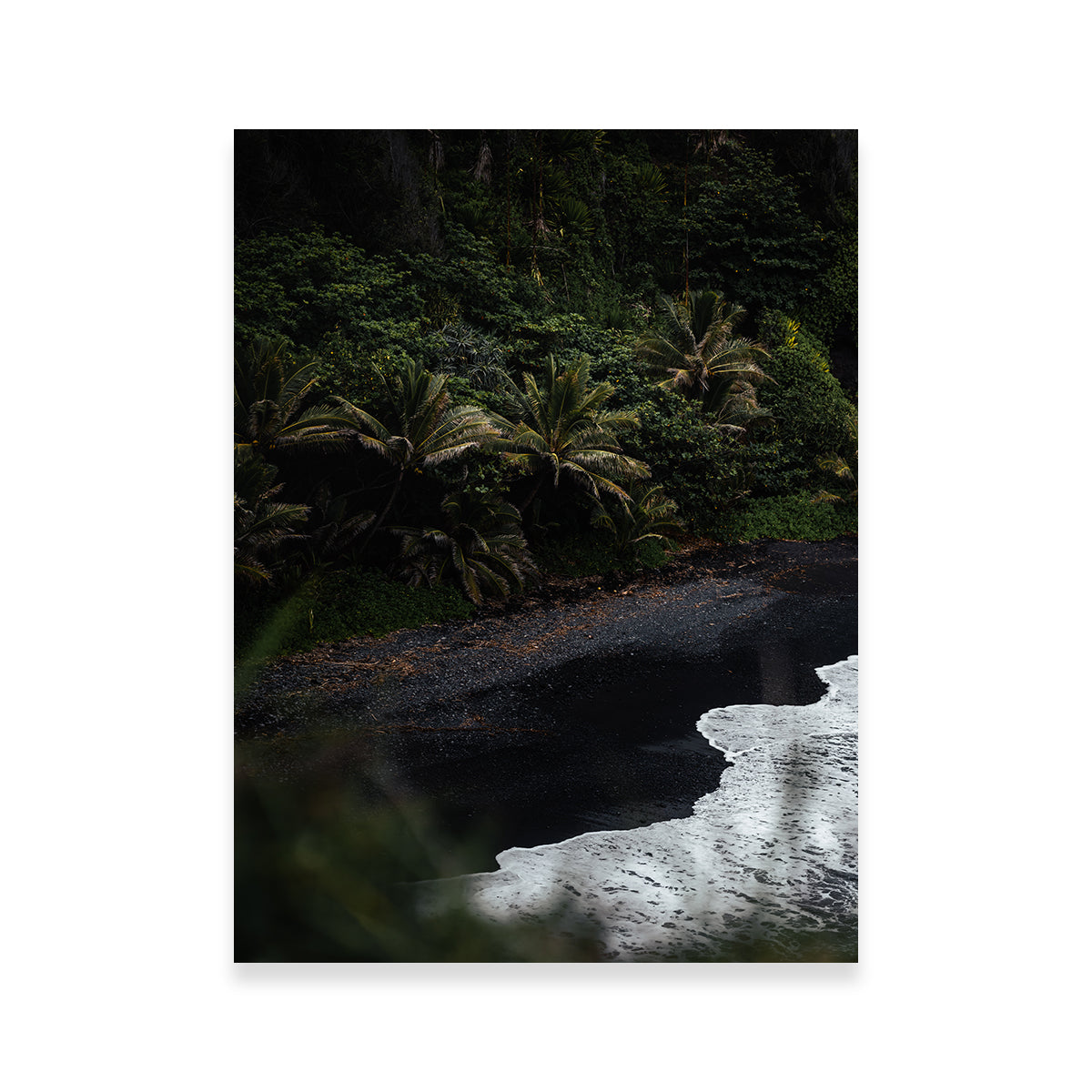Exquisite Black Sand Palms Wall Art by Lucas Moore