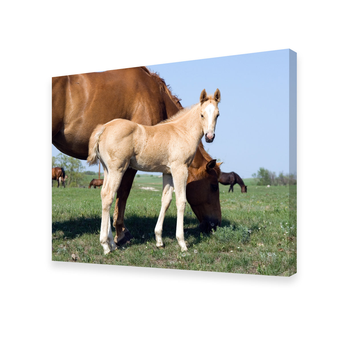Exquisite Palomino Quarter Horse Foal and Mare Wall Art for Your Home Decor