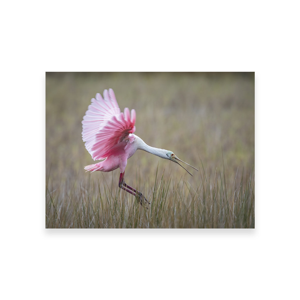 Stunning Roseate Spoonbill Wall Art from Merritt Island Wildlife Refuge
