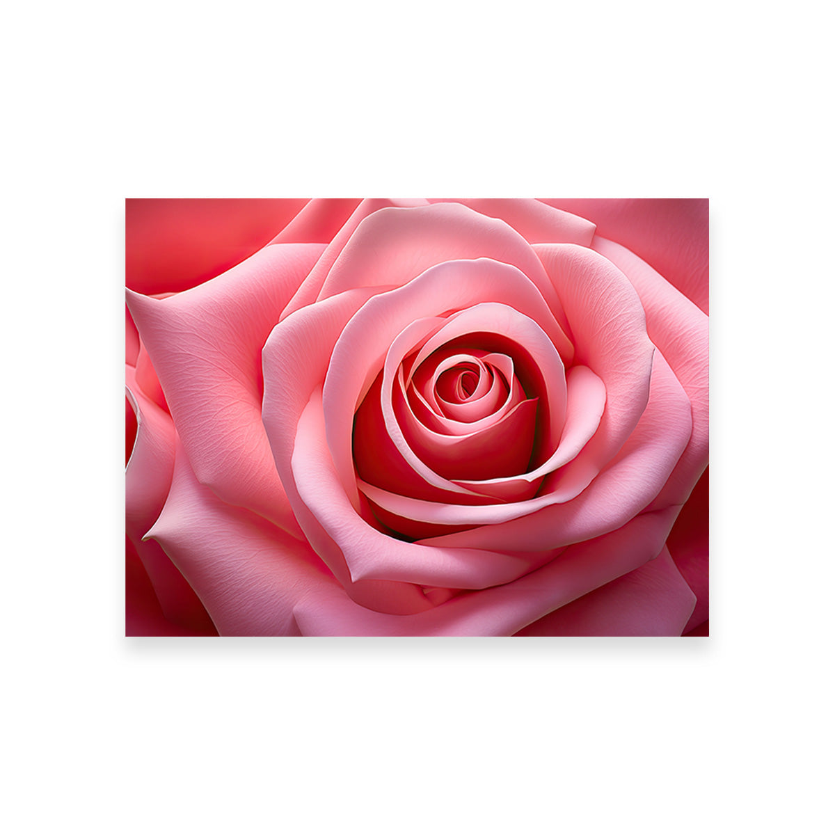 Stunning Light Pink Rose Art Print