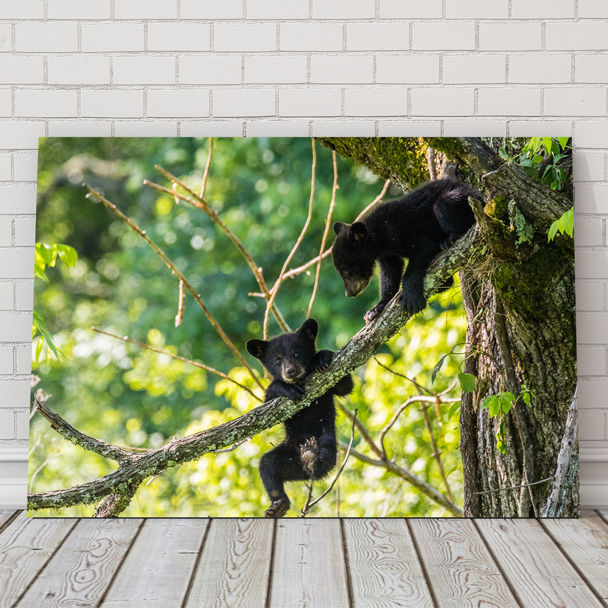 Adorable Black Bear Cubs Playing Wall Art - Perfect for Home Decor