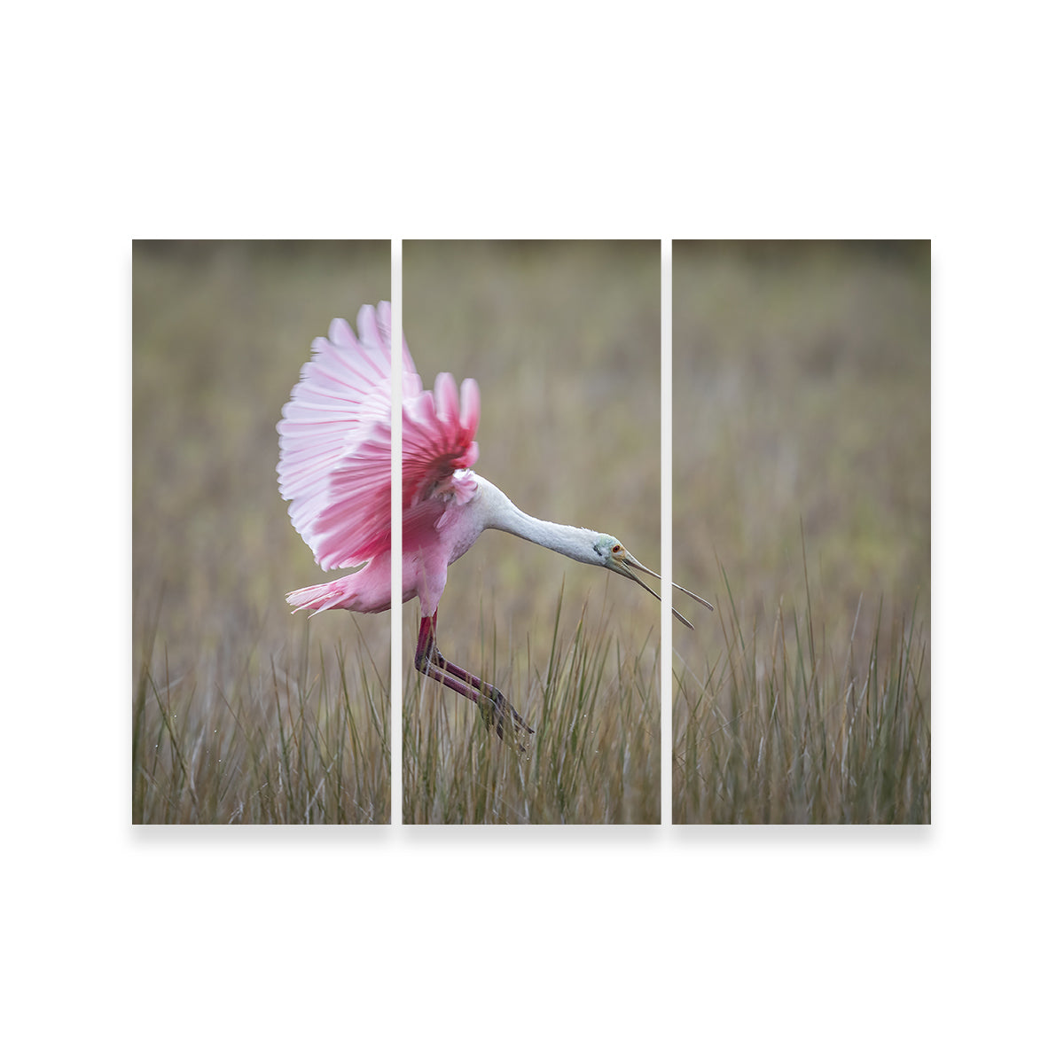 Stunning Roseate Spoonbill Wall Art from Merritt Island Wildlife Refuge