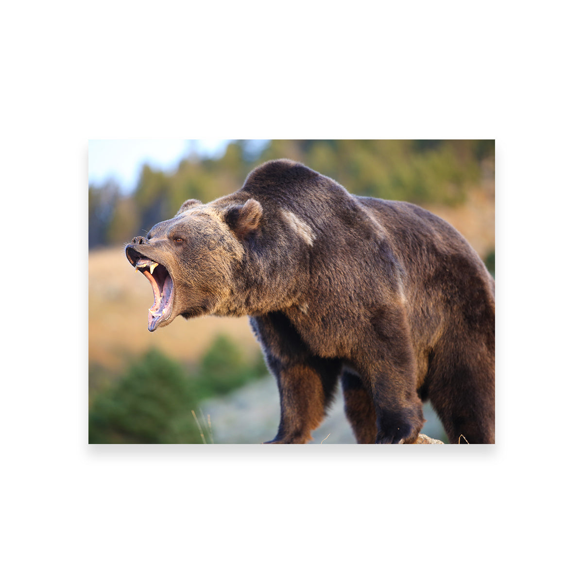 Stunning Grizzly Bear Growling Wall Art for Your Home Decor