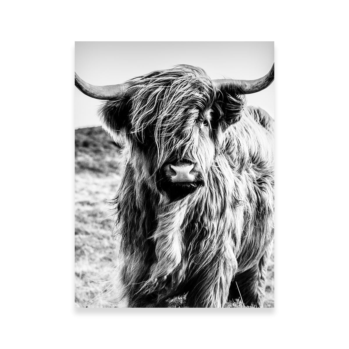 Exquisite Scottish Highland Cow Wall Art for Stunning Decor