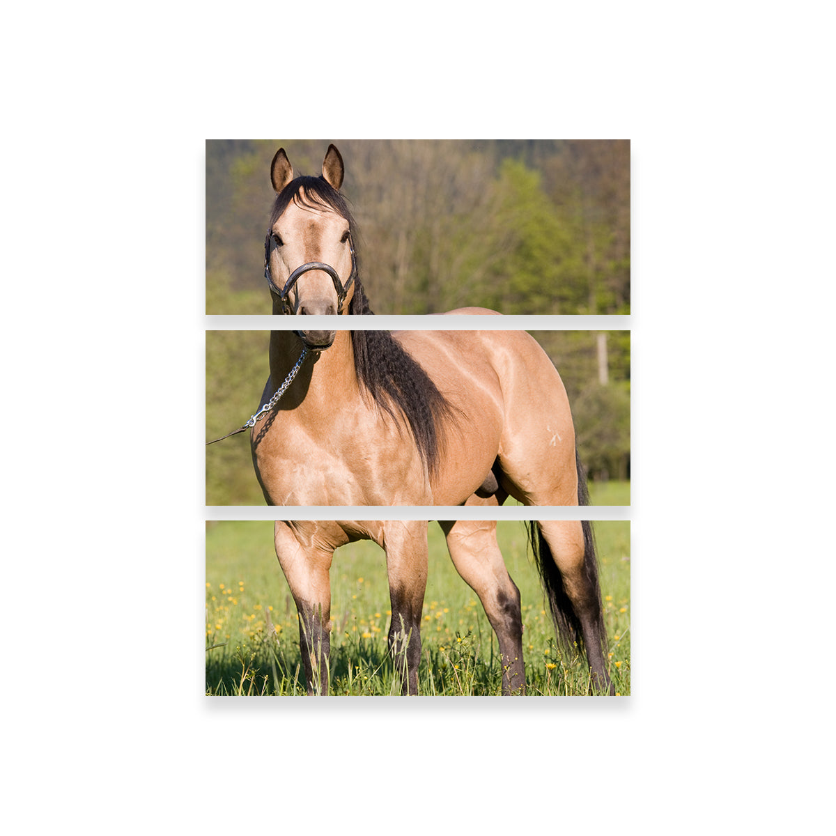 Stunning Quarter Horse Posing Wall Art for Horse Lovers