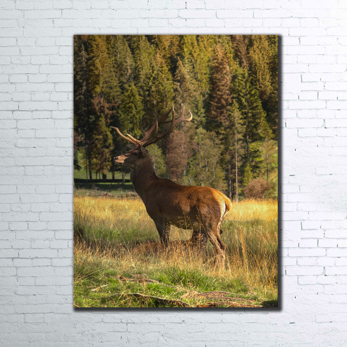 Exquisite Deer Wall Art by Enzo Romano