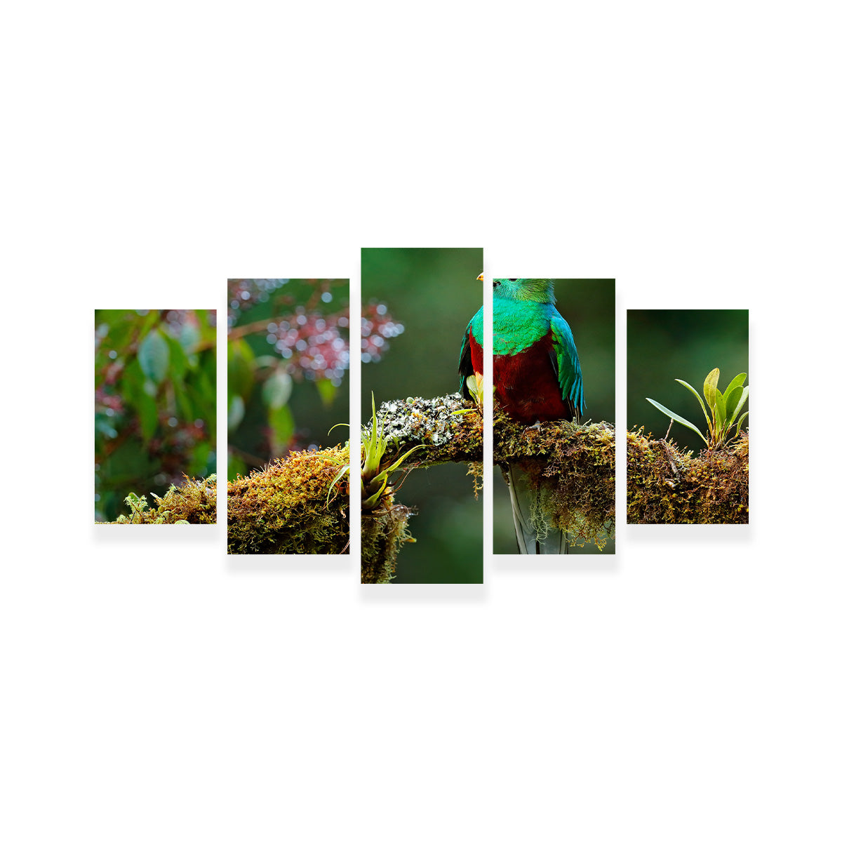 Stunning Resplendent Quetzal Wall Art for a Captivating Home Decor