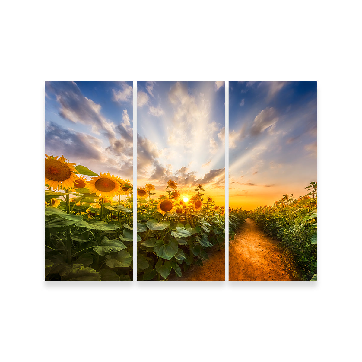 Gorgeous Path Through the Sunflower Field Wall Art by Melanie Viola