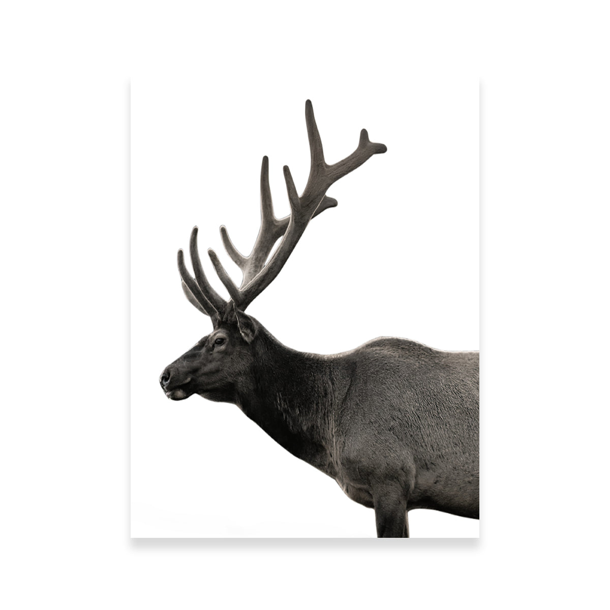 Exquisite Deer Grayscale Wall Art by Lawisi