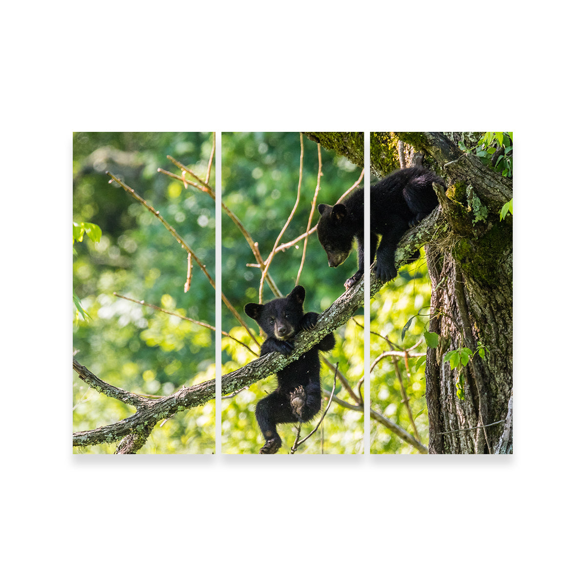 Adorable Black Bear Cubs Playing Wall Art - Perfect for Home Decor