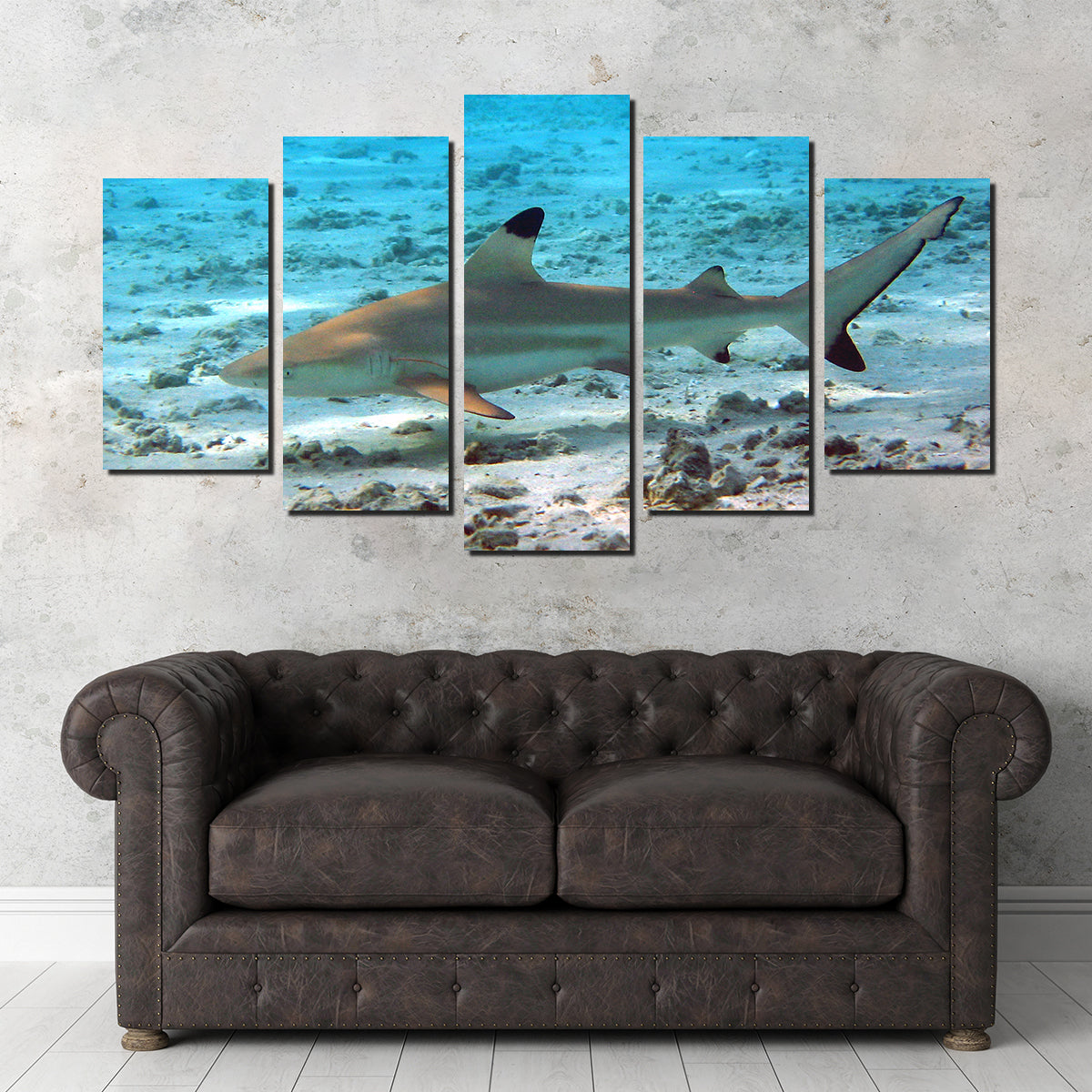 Stunning Black Tip Reef Shark Wall Art for Your Home Decor