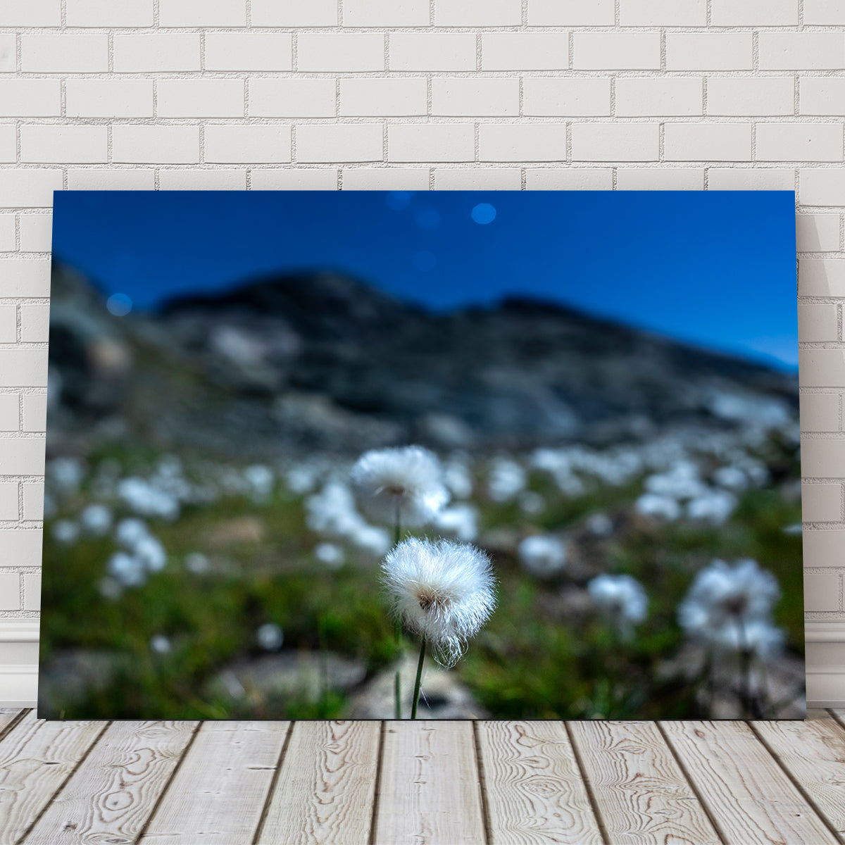 Exquisite Star Studded Linaigrette Wall Art by Jeff Graphy