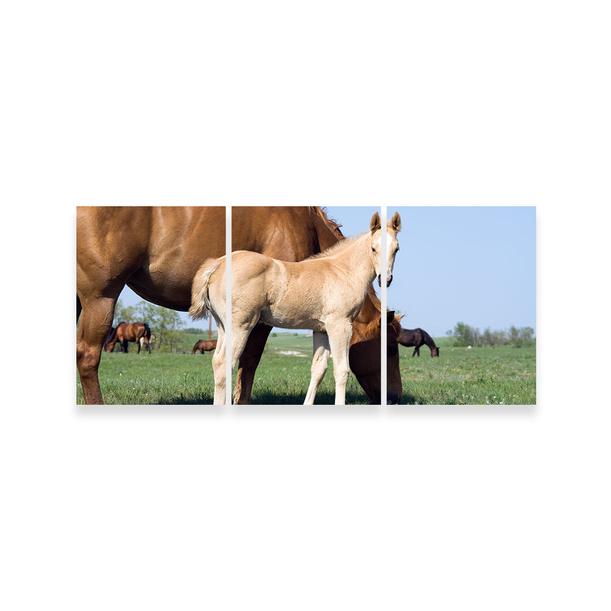 Exquisite Palomino Quarter Horse Foal and Mare Wall Art for Your Home Decor