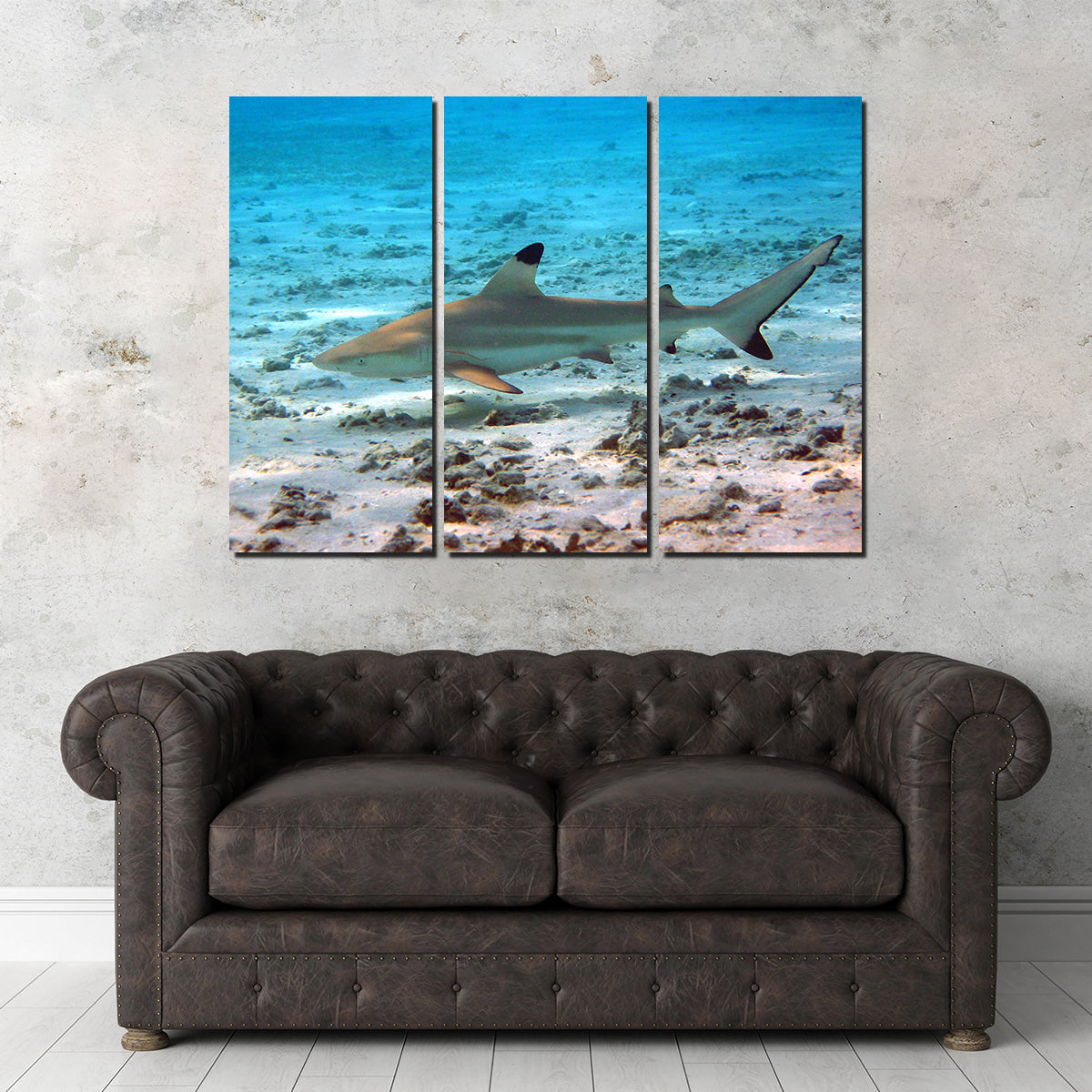 Stunning Black Tip Reef Shark Wall Art for Your Home Decor