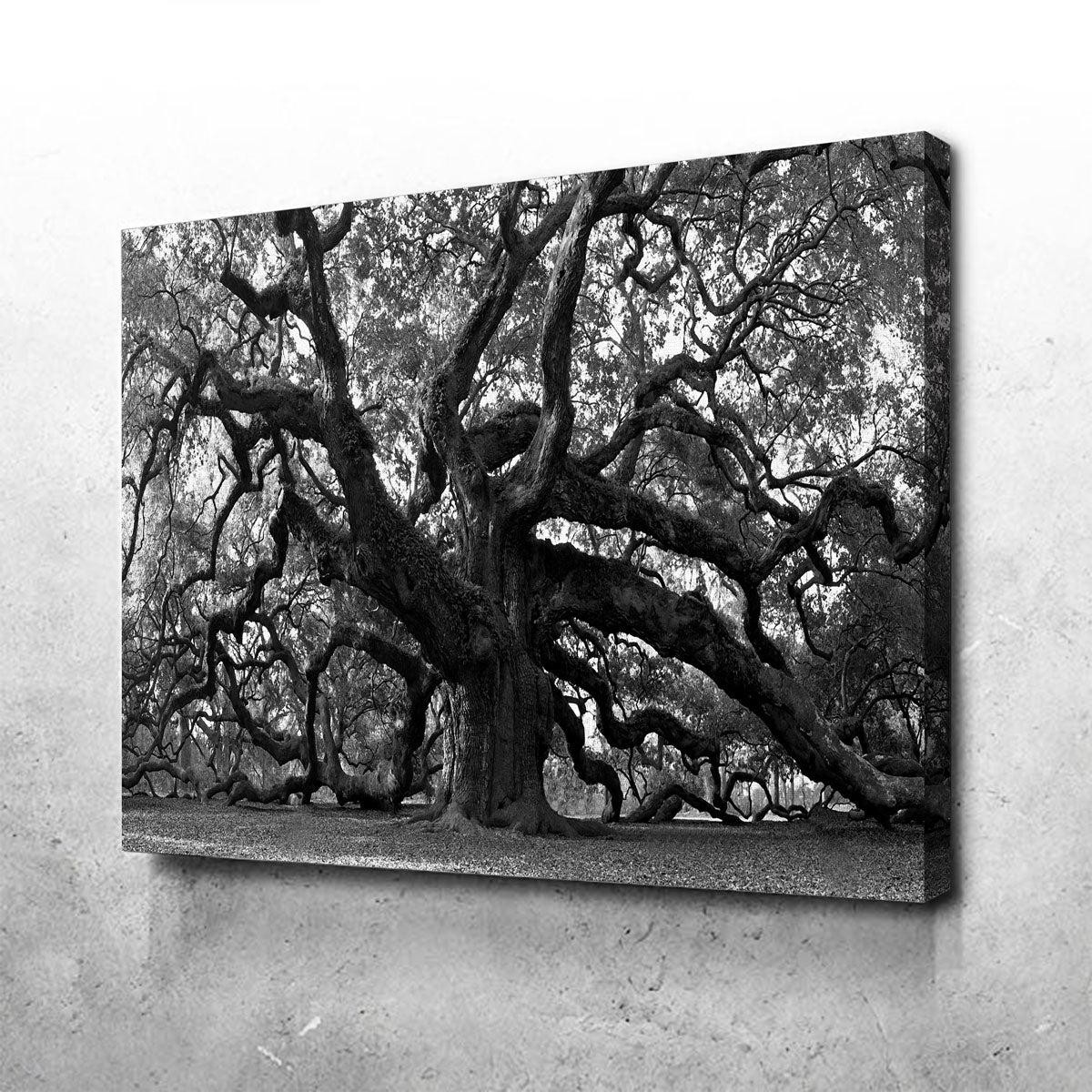 Stunning Charleston Angel Oak V2 Wall Art for Home Decor
