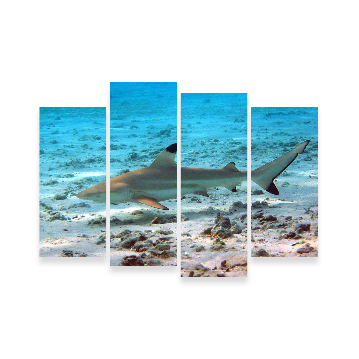 Stunning Black Tip Reef Shark Wall Art for Your Home Decor