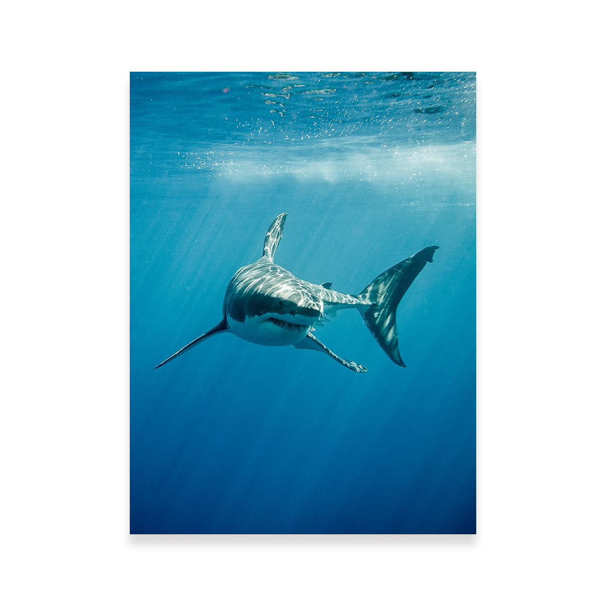 Stunning Great White Shark Swimming Wall Art for Home Decor