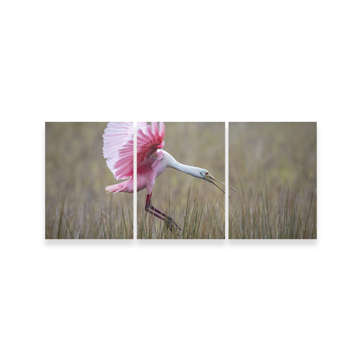 Stunning Roseate Spoonbill Wall Art from Merritt Island Wildlife Refuge