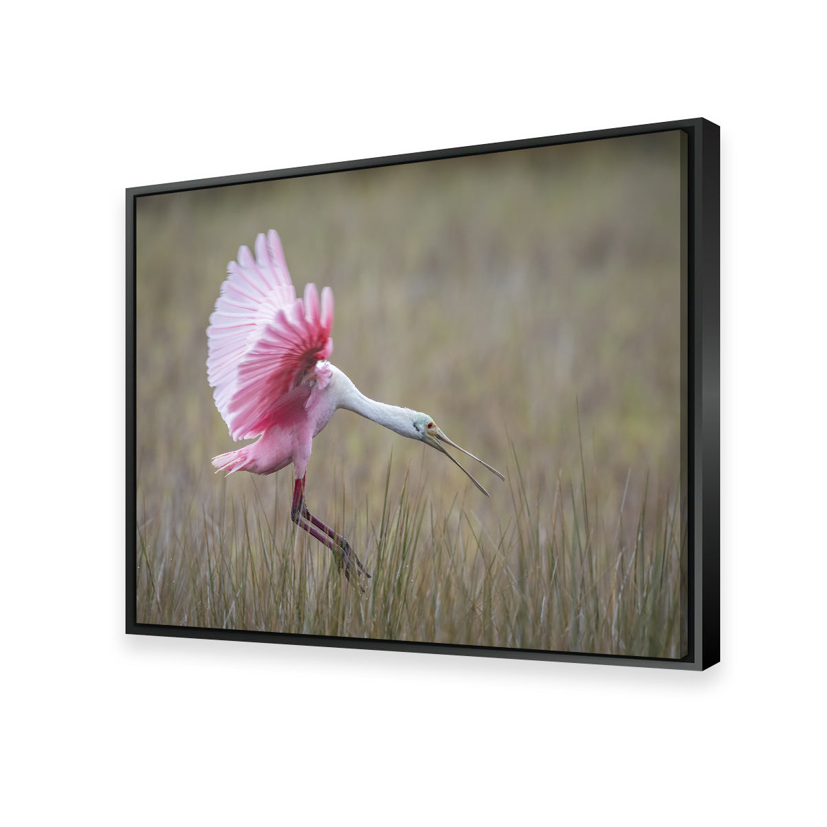Stunning Roseate Spoonbill Wall Art from Merritt Island Wildlife Refuge