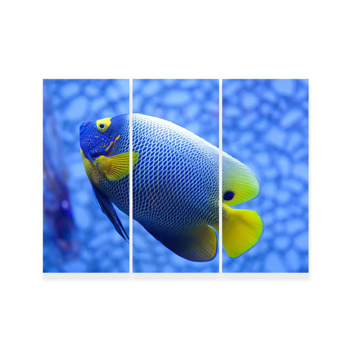 Vibrant Blue and Yellow Tropical Fish Wall Art for Stunning Home Decor