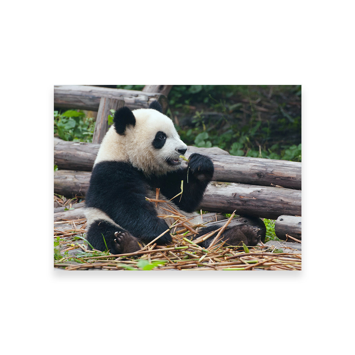 Adorable Panda Bear Eating Bamboo Wall Art for Home Decor