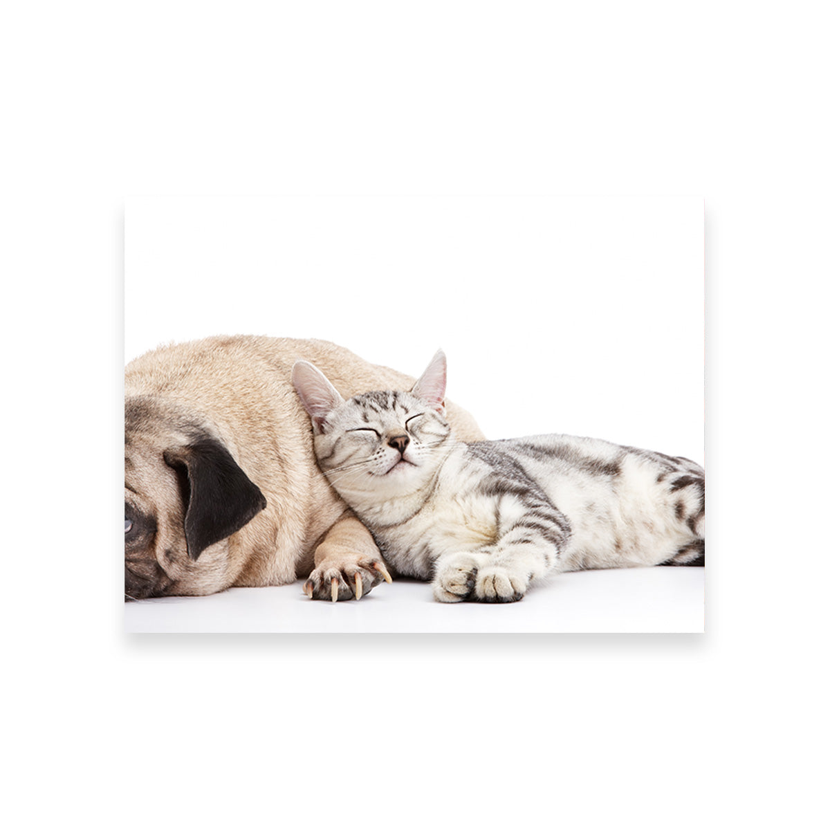 Adorable Pug and Cat Wall Art for Home Decor